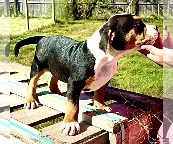Medium Photo #3 American Bully Puppy For Sale in FORT MITCHELL, AL, USA