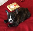 Small Photo #21 French Bulldog Puppy For Sale in CHARLESTON, SC, USA