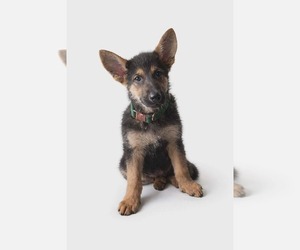 Medium German Shepherd Dog