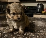 Puppy Cinnamon Shiranian