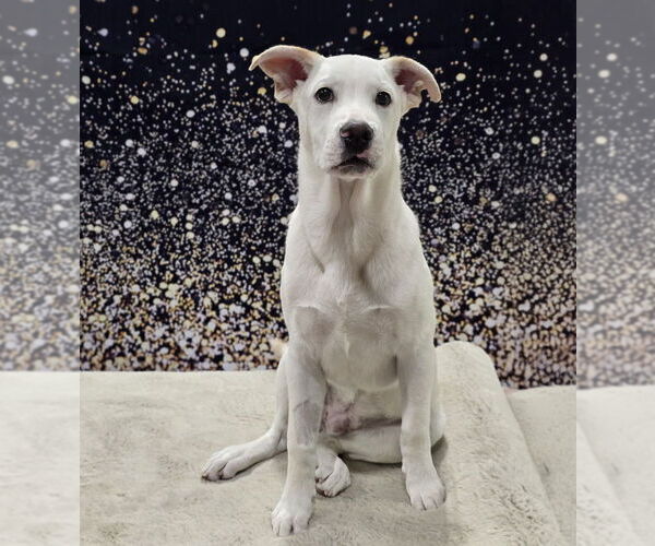 Medium Photo #7 Labrenees Puppy For Sale in Lakewood, CO, USA