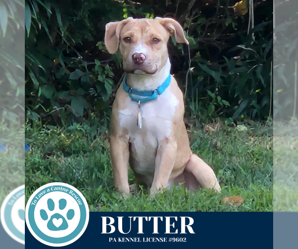Medium Photo #6 Labrador Retriever-Unknown Mix Puppy For Sale in Kimberton, PA, USA