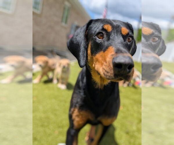 Medium Photo #3 Doberman Pinscher Puppy For Sale in MIDWAY, UT, USA
