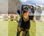 Small #2 Doberman Pinscher