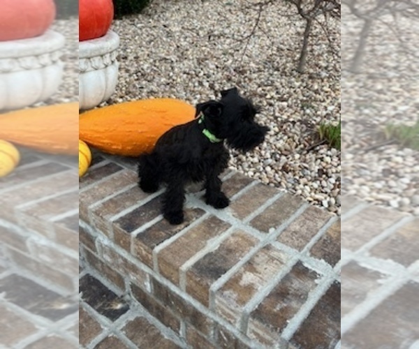 Medium Photo #6 Schnauzer (Miniature) Puppy For Sale in SOMERVILLE, AL, USA