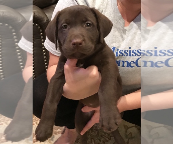Medium Photo #1 Labrador Retriever Puppy For Sale in BILOXI, MS, USA