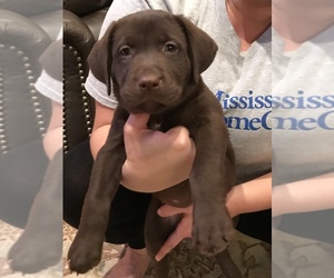 Labrador Retriever Puppy for sale in BILOXI, MS, USA