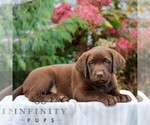 Small #1 Labrador Retriever