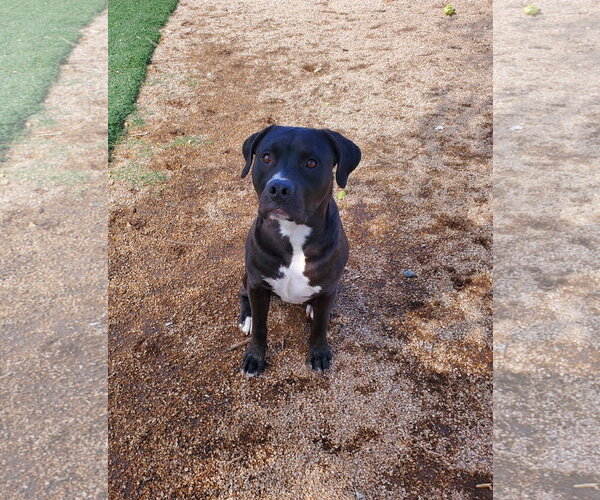 Medium Photo #3 American Pit Bull Terrier-Unknown Mix Puppy For Sale in Chandler, AZ, USA