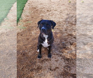 LUCKY - Male American Pit Bull Terrier-Unknown Mix Dog for Adoption - Photo #3