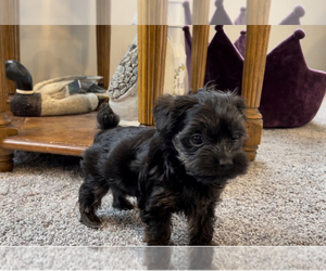 YorkiePoo Puppy for sale in FENTON, MI, USA