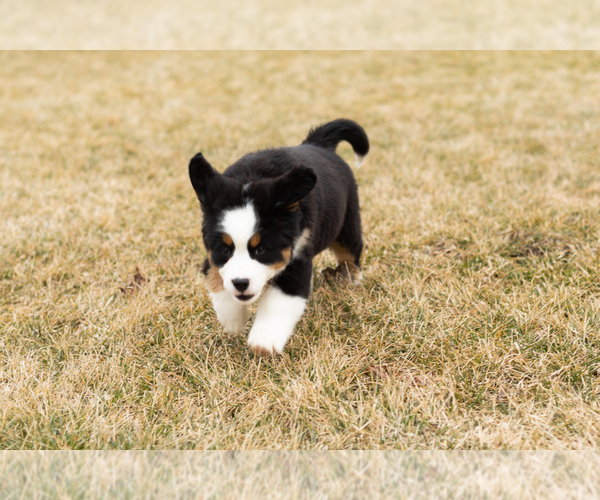 Medium Photo #63 Bernese Mountain Dog Puppy For Sale in MILLERSBURG, IN, USA