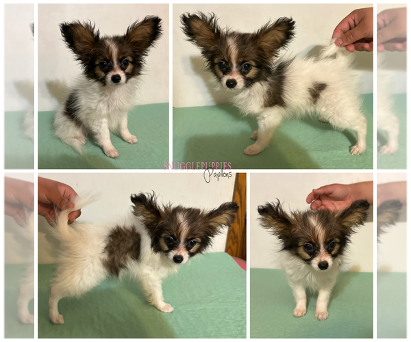 Medium Photo #1 Papillon Puppy For Sale in MINNEAPOLIS, MN, USA