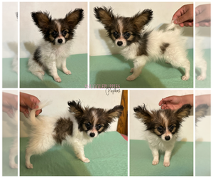 Papillon Puppy for sale in MINNEAPOLIS, MN, USA