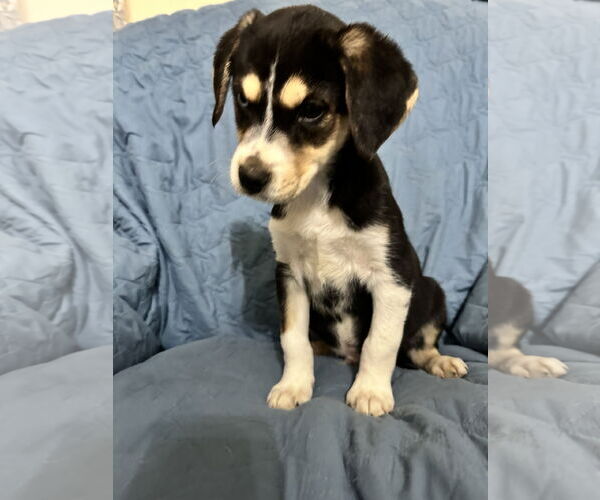 Medium Photo #4 Mutt Puppy For Sale in Ball Ground, GA, USA