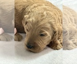 Puppy Puppy 2 Baxter Goldendoodle