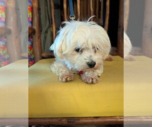 Lulu - Female Maltese Dog for Adoption - Photo #3