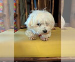 Small Photo #3 Maltese Puppy For Sale in St. Louis Park, MN, USA