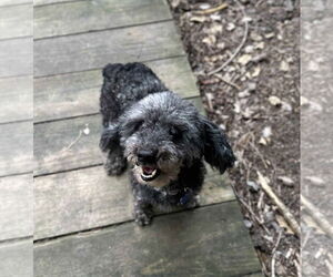 Poodle (Miniature) Dogs for adoption in Spring Lake, NC, USA