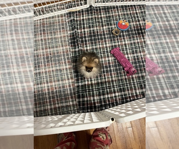 Medium Photo #3 Pomeranian Puppy For Sale in ORANGE CITY, FL, USA