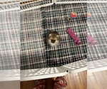 Small #2 Pomeranian