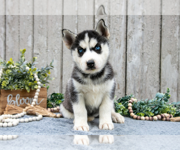 Medium Photo #3 Siberian Husky Puppy For Sale in LANCASTER, PA, USA