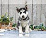 Small Photo #3 Siberian Husky Puppy For Sale in LANCASTER, PA, USA