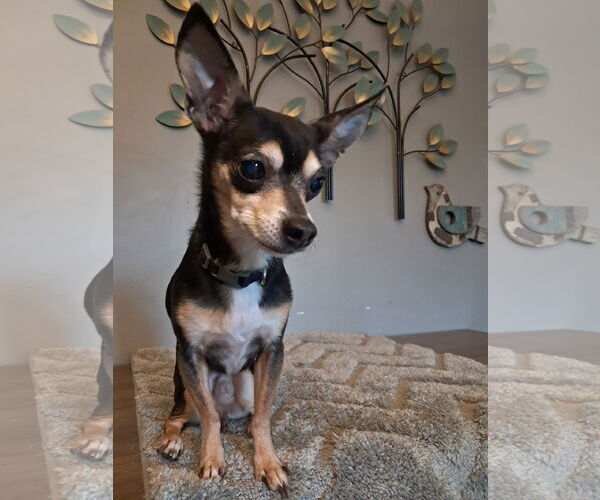 Medium Photo #1 Chipin Puppy For Sale in Princeton, MN, USA