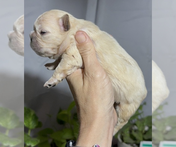 Medium Photo #1 French Bulldog Puppy For Sale in LORIS, SC, USA