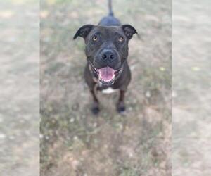 American Staffordshire Terrier-Unknown Mix Dogs for adoption in Front Royal, VA, USA