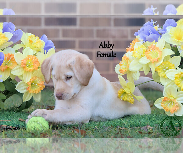 Medium Photo #17 Labrador Retriever Puppy For Sale in BRIDGEWATER, VA, USA