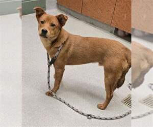 Mutt Dogs for adoption in Rancho Cucamonga, CA, USA