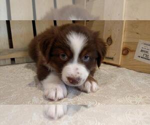 Australian Shepherd Puppy for sale in JEROMESVILLE, OH, USA
