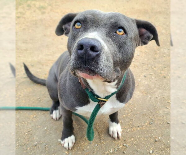 Medium Photo #2 American Pit Bull Terrier Puppy For Sale in Long Beach, CA, USA