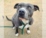 Small #1 American Pit Bull Terrier