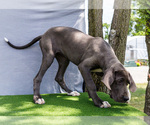 Small #2 Great Dane