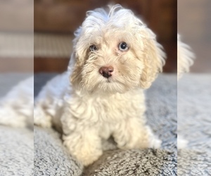 Cavapoo Puppy for sale in ORLANDO, FL, USA