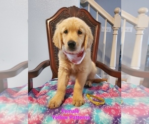 Golden Retriever Puppy for Sale in SACRAMENTO, California USA