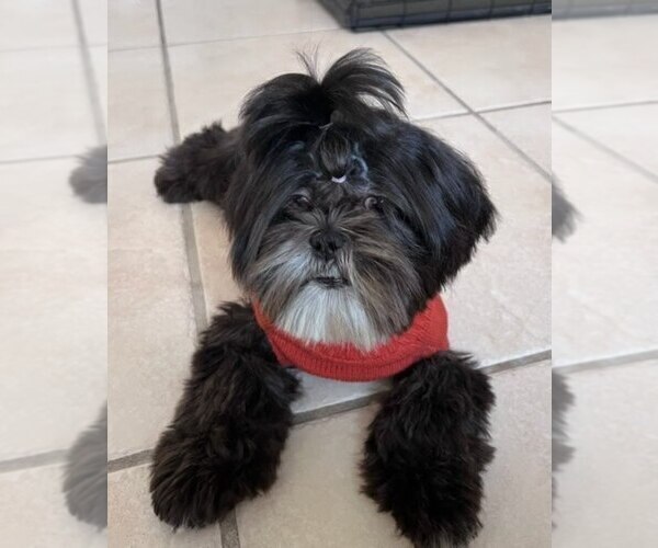 Medium Photo #2 Shih Tzu Puppy For Sale in MIAMI, FL, USA