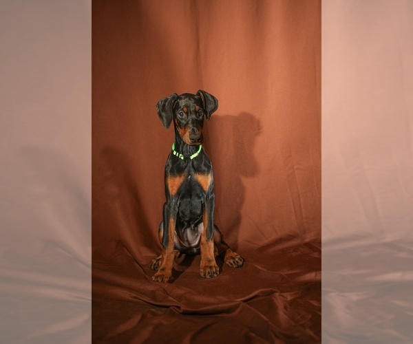 Medium Photo #4 Doberman Pinscher Puppy For Sale in RIVERDALE, MD, USA