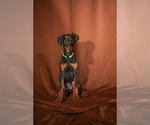 Small #3 Doberman Pinscher