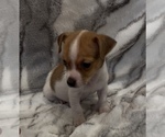 Small #2 Jack Russell Terrier