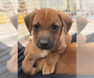 Mutt Dogs for adoption in Plainfield, IL, USA