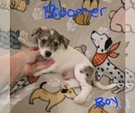 Small #6 Chizer
