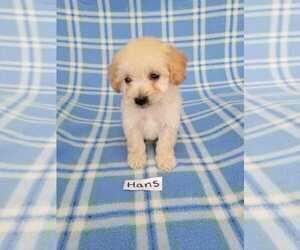 Bichpoo Puppy for sale in HOPKINSVILLE, KY, USA