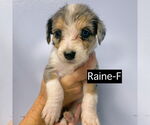 Small #2 Catahoula Leopard Dog