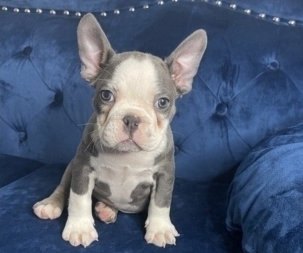 Medium Photo #1 French Bulldog Puppy For Sale in SEATTLE, WA, USA