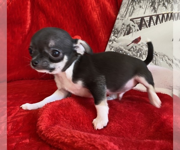 Medium Photo #4 Chihuahua Puppy For Sale in GROVE, OK, USA