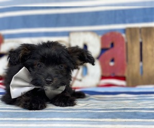 F2 Aussiedoodle Puppy for sale in LANCASTER, PA, USA