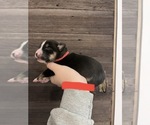 Small Photo #13 Australian Shepherd Puppy For Sale in STURGEON LAKE, MN, USA